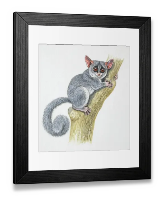 Framed Print : Tarsier, Tarsius sp. on tree trunk, front view Framed Print : Tarsier, Tarsius sp. on tree trunk, front view