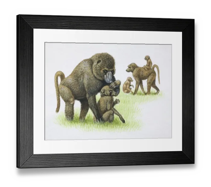 Framed Print : Female Mandrills, Mandrillus sphinx, grooming and carrying their young on grass, side view Framed Print : Female Mandrills, Mandrillus sphinx, grooming and carrying their young on grass, side view
