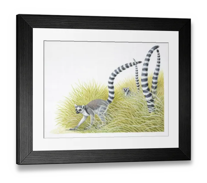 Framed Print : Ring-tailed lemurs, Lemur catta, with their black and white tails stuck up in the air
