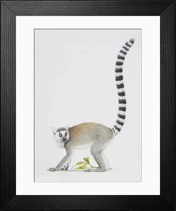 Framed Print : Ring-tailed Lemur, Lemur catta, grey lemur facing left with a long striped tail Framed Print : Ring-tailed Lemur, Lemur catta, grey lemur facing left with a long striped tail