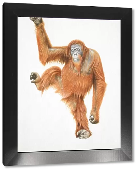 Orang-utan, Pongo pygmaeus raising one leg and one arm, front view