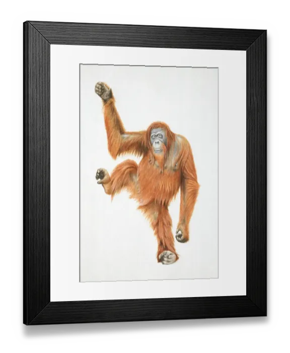 Framed Print : Orang-utan, Pongo pygmaeus raising one leg and one arm, front view Framed Print : Orang-utan, Pongo pygmaeus raising one leg and one arm, front view
