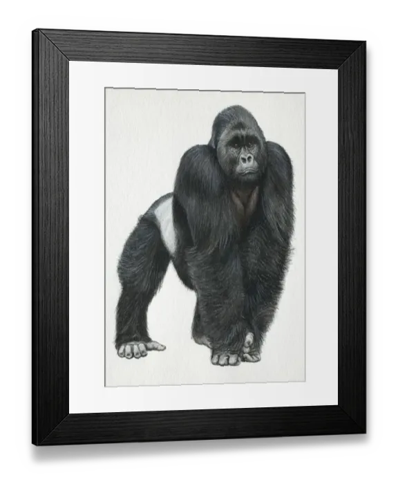 Framed Print : Silverback Mountain Gorilla, front view Framed Print : Silverback Mountain Gorilla, front view