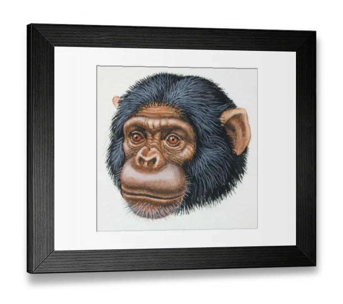 Framed Print : Head of a Chimpanzee, Pan troglodytes, looking ahead, front view Framed Print : Head of a Chimpanzee, Pan troglodytes, looking ahead, front view