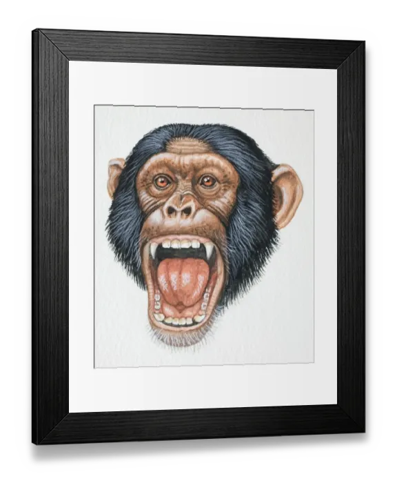 Framed Print : Head of a Chimpanzee, Pan troglodytes, opening its mouth and exposing its teeth, front view Framed Print : Head of a Chimpanzee, Pan troglodytes, opening its mouth and exposing its teeth, front view