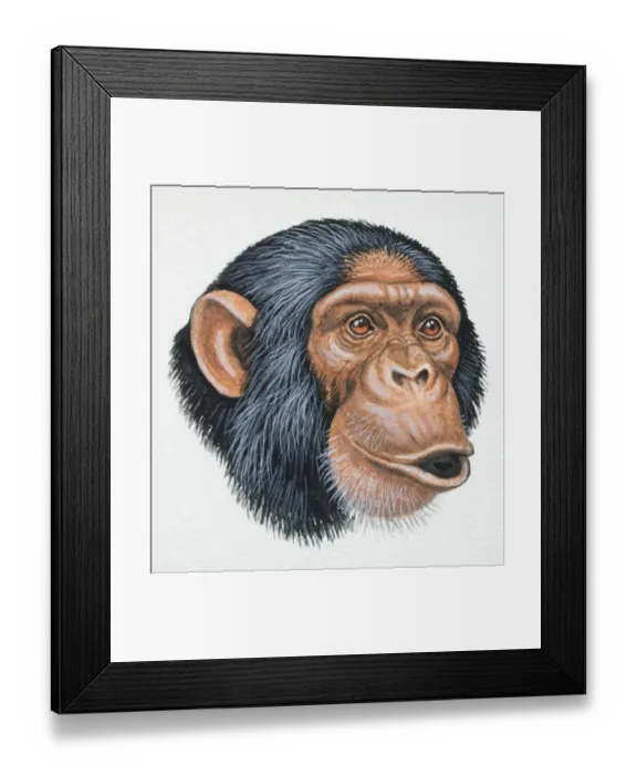 Framed Print : Head of a Chimpanzee, Pan troglodytes, pouting, front view Framed Print : Head of a Chimpanzee, Pan troglodytes, pouting, front view