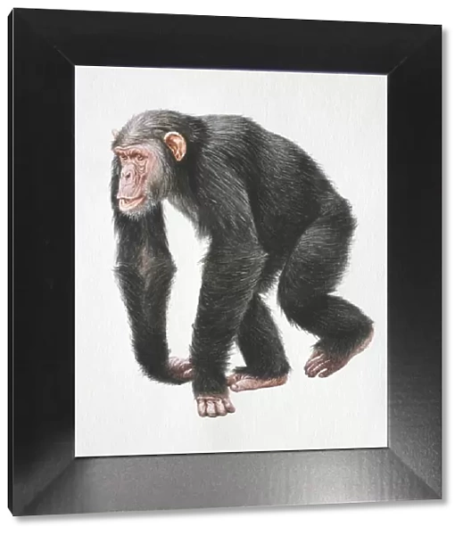 Chimpanzee, Pan troglodytes, walking on all fours, front view