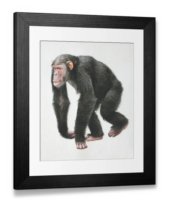 Framed Print : Chimpanzee, Pan troglodytes, walking on all fours, front view Framed Print : Chimpanzee, Pan troglodytes, walking on all fours, front view