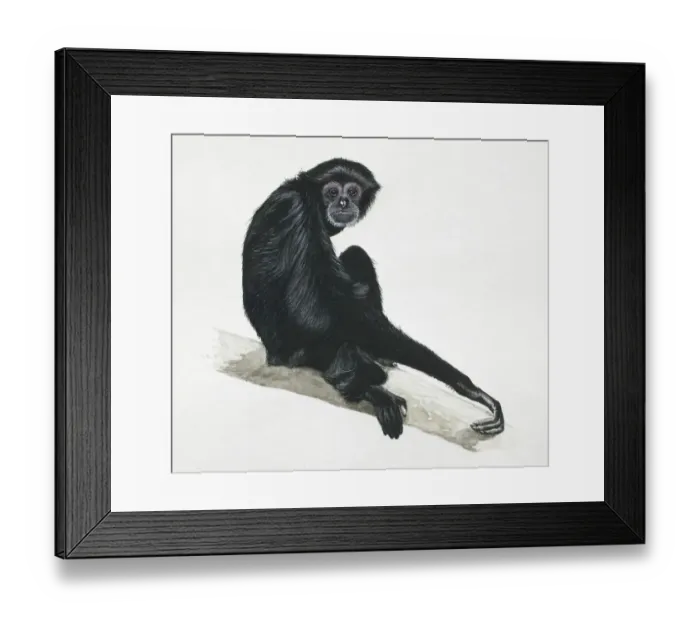 Framed Print : Siamang, Hylobates syndactylus, a gibbon sitting on tree branch Framed Print : Siamang, Hylobates syndactylus, a gibbon sitting on tree branch