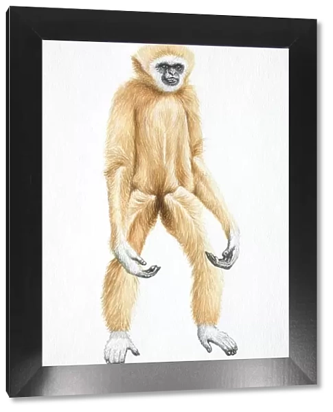 Lar Gibbon, Hylobates lar, standing with its arms hanging, front view