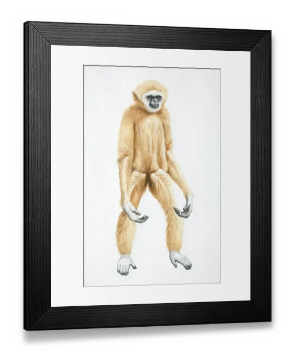 Framed Print : Lar Gibbon, Hylobates lar, standing with its arms hanging, front view Framed Print : Lar Gibbon, Hylobates lar, standing with its arms hanging, front view