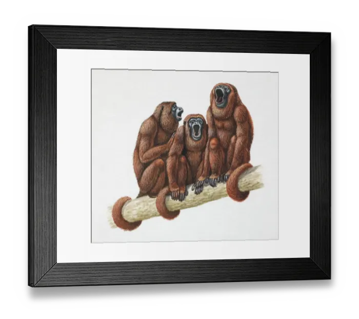 Framed Print : Three Golden Lion Tamarins, Leontopithecus rosalia, sitting with tails wrapped around tree branch and mouths wide open, front view Framed Print : Three Golden Lion Tamarins, Leontopithecus rosalia, sitting with tails wrapped around tree branch and mouths wide open, front view