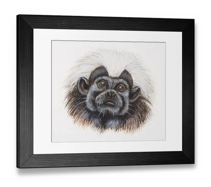Framed Print : Head of a Cotton-top Tamarin, Saguinus oedipus Framed Print : Head of a Cotton-top Tamarin, Saguinus oedipus