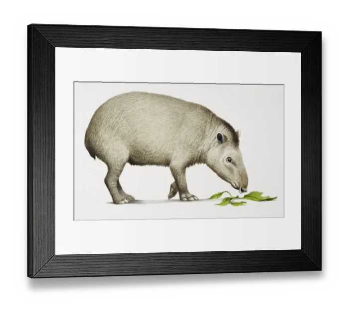 Framed Print : South American Tapir, Tapirus terrestris, side view, eating