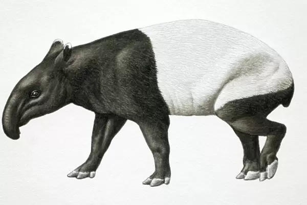 Malayan Tapir, Tapirus indicus, side view