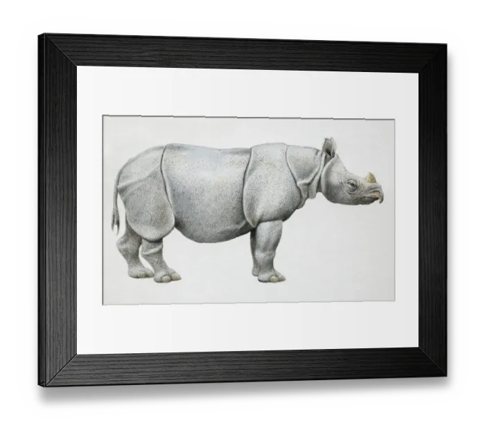 Framed Print : Javan Rhinoceros, Rhinoceros sondaicus, side view Framed Print : Javan Rhinoceros, Rhinoceros sondaicus, side view