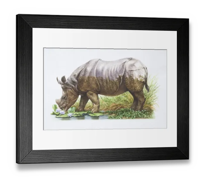 Framed Print : Indian Rhinoceros, Rhinoceros unicornis, side view, grazing by Pond