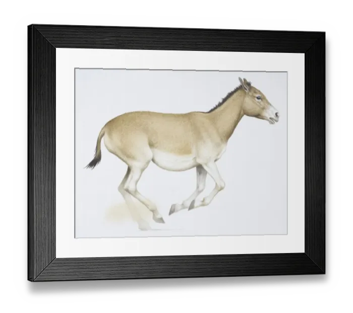 Framed Print : An Onager or Wild Ass, Equus hemionusa, light brown donkey like animal