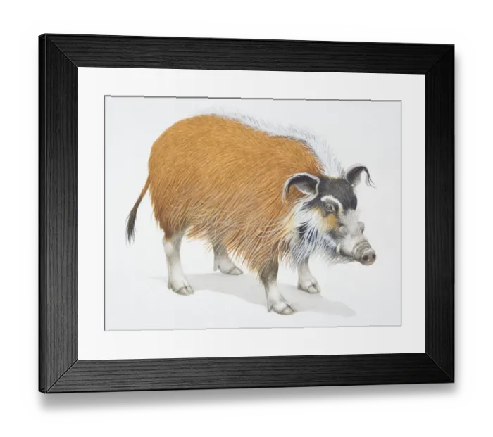 Framed Print : Bush Pig, Potamochoerus porcus, front view Framed Print : Bush Pig, Potamochoerus porcus, front view