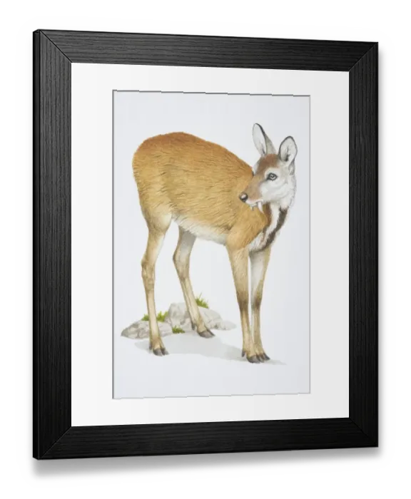 Framed Print : Musk Deer, Moschus moschiferus, brown deer with long teeth Framed Print : Musk Deer, Moschus moschiferus, brown deer with long teeth