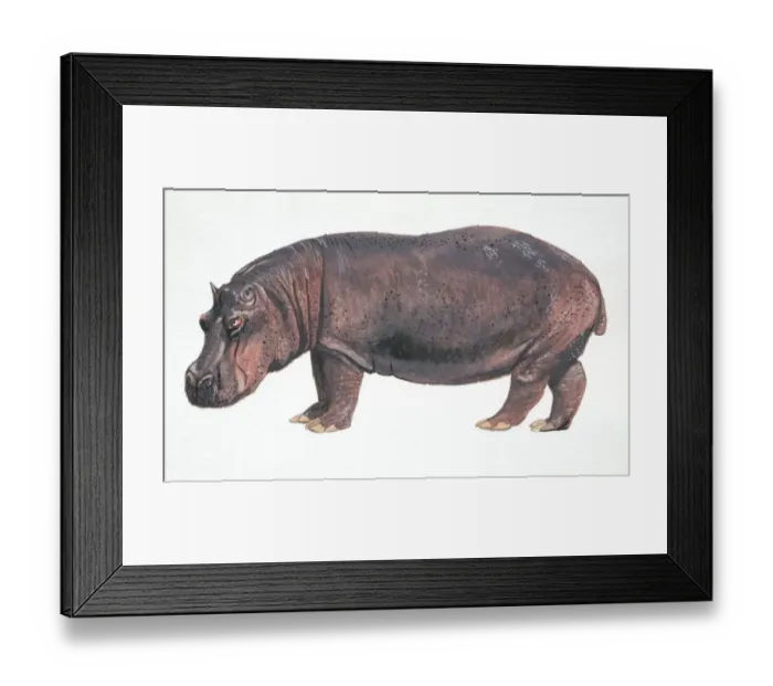 Framed Print : Hippopotamus, Hippopotamus amphibius, side view Framed Print : Hippopotamus, Hippopotamus amphibius, side view