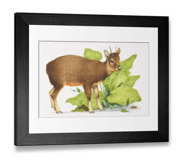 Framed Print : Pudu Mephistopheles, small brown deer with short horns Framed Print : Pudu Mephistopheles, small brown deer with short horns