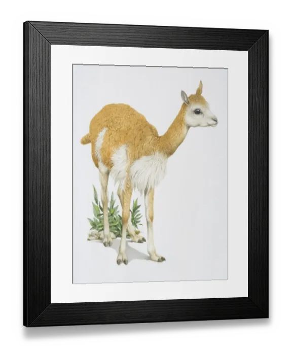 Framed Print : Vicuna vicugna, light brown animal with a white belly cross between a lamb and a llama Framed Print : Vicuna vicugna, light brown animal with a white belly cross between a lamb and a llama
