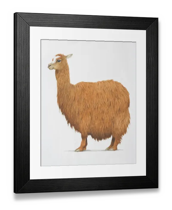 Framed Print : Alpaca, Lama pacos, with shaggy brown fur, side view Framed Print : Alpaca, Lama pacos, with shaggy brown fur, side view