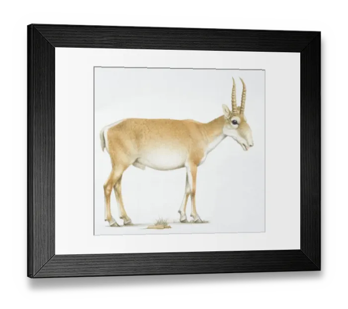 Framed Print : Saiga, Saiga tatarica, , antelope with long horns, side view Framed Print : Saiga, Saiga tatarica, , antelope with long horns, side view