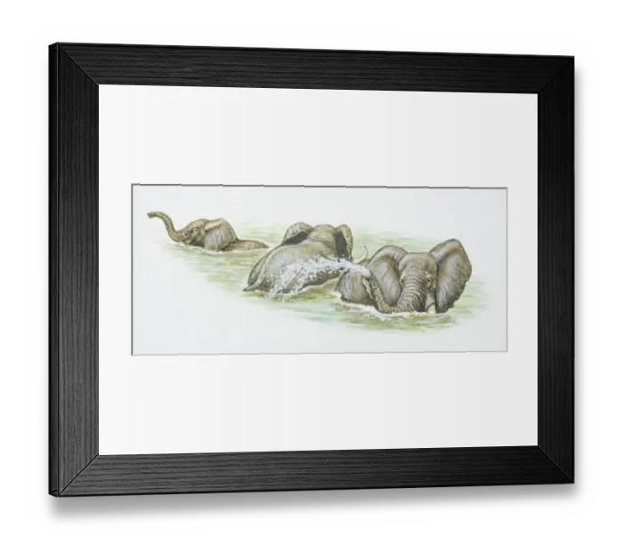 Framed Print : Three African Elephants, Loxodonta african, playing in water, one squirting water out of trunk, front view Framed Print : Three African Elephants, Loxodonta african, playing in water, one squirting water out of trunk, front view