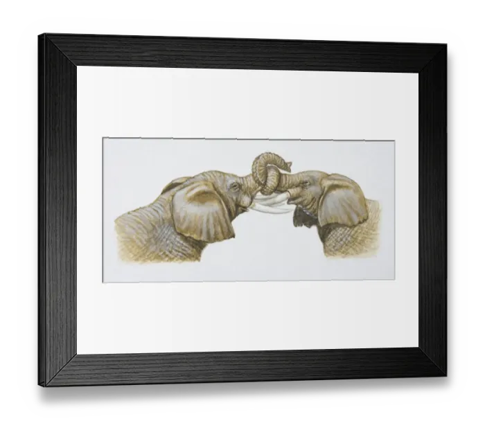 Framed Print : Two African Elephants, Loxodonta africana, interlocking trunks, side view Framed Print : Two African Elephants, Loxodonta africana, interlocking trunks, side view