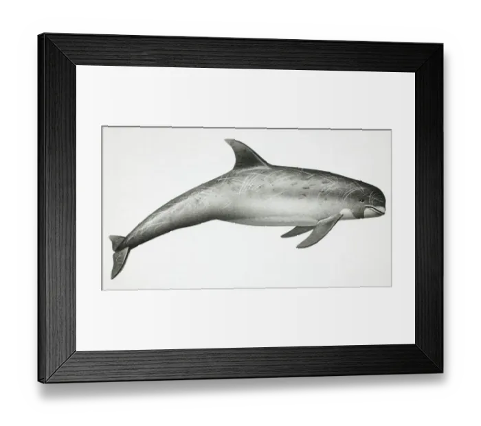 Framed Print : Rissos Dolphin, Grampus griseus, side view