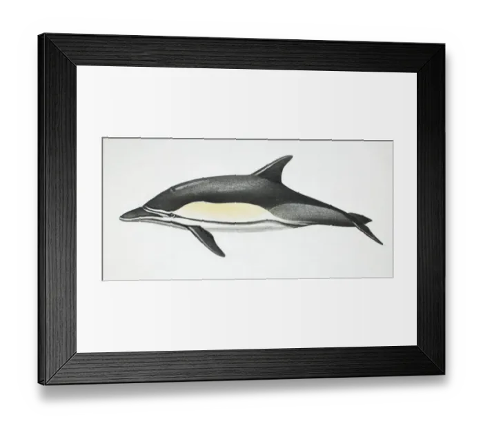 Framed Print : Common Dolphin, Delphinus delphis, side view Framed Print : Common Dolphin, Delphinus delphis, side view