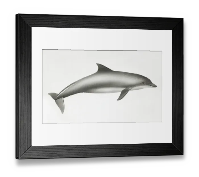 Framed Print : Bottlenose Dolphin, Tursiops truncatus, side view Framed Print : Bottlenose Dolphin, Tursiops truncatus, side view