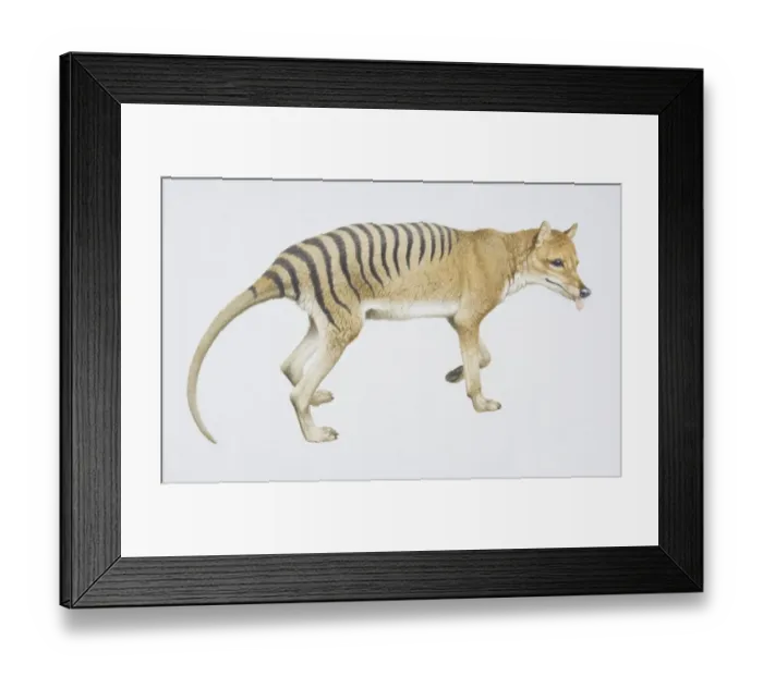 Framed Print : Tasmanian Wolf or Thylacine, Thylacinus cynocephalus, side view Framed Print : Tasmanian Wolf or Thylacine, Thylacinus cynocephalus, side view