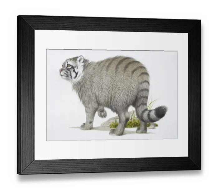 Framed Print : Grey Pallass Cat, Felis manul, side view