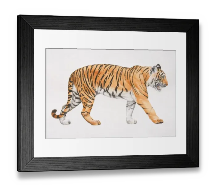 Framed Print : Tiger, Panthera tigris, side view Framed Print : Tiger, Panthera tigris, side view