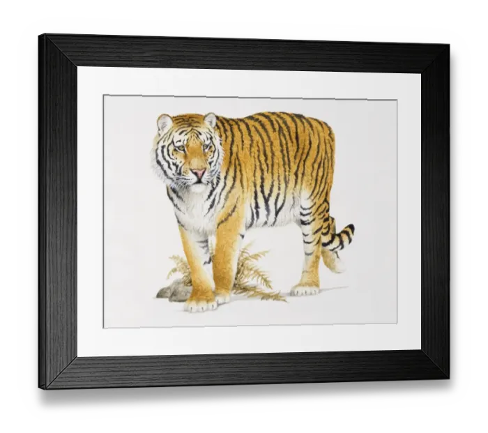 Framed Print : Siberian Tiger, Panthera tigris altaica, front view