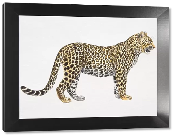 Leopard, Panthera pardus, side view