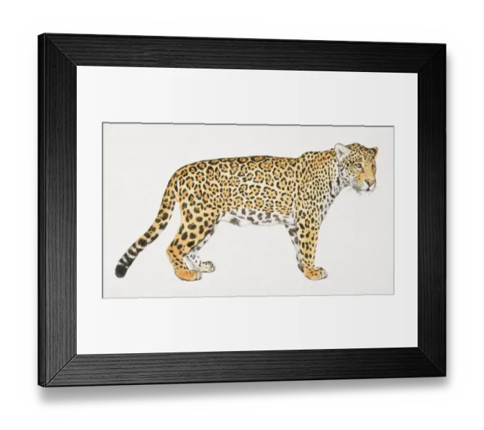 Framed Print : Jaguar, Panthera onca, side view Framed Print : Jaguar, Panthera onca, side view