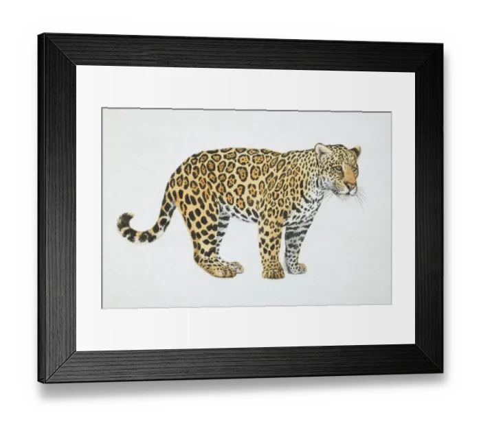 Framed Print : Jaguar, Panthera onca, side view Framed Print : Jaguar, Panthera onca, side view