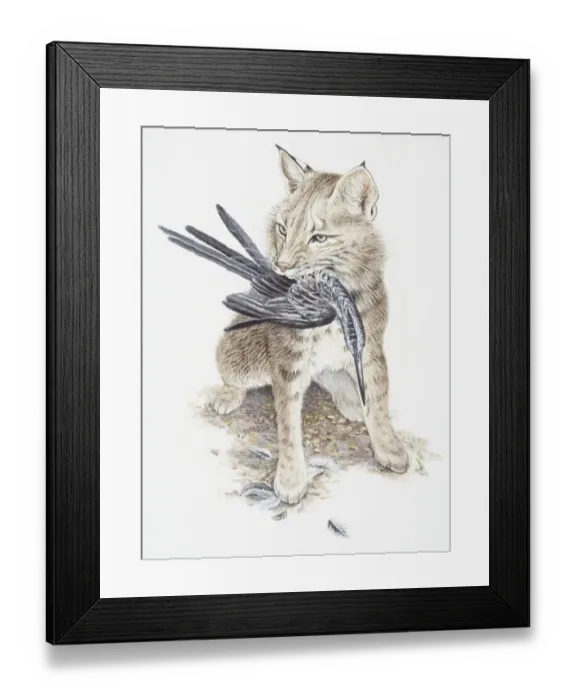 Framed Print : Eurasian Lynx, Felis lynx, with a bird in its mouth Framed Print : Eurasian Lynx, Felis lynx, with a bird in its mouth