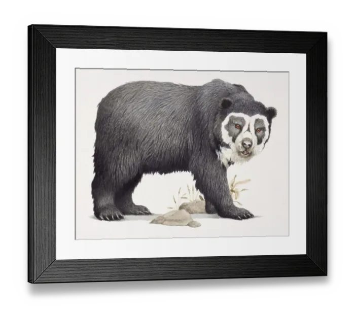 Framed Print : Spectacled Bear, Tremarctos ornatus, side view
