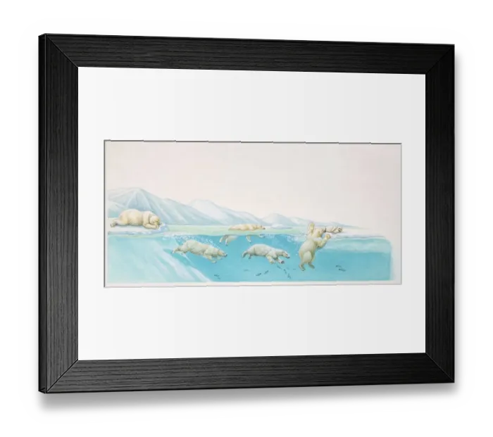 Framed Print : Polar Bears, Ursus maritimus, diving under water for fish and resting on ice at glacier edge, side view