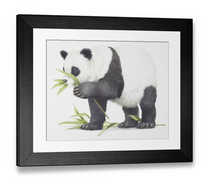 Framed Print : Giant Panda, Ailuropoda melanoleuca eating some bamboo leaves Framed Print : Giant Panda, Ailuropoda melanoleuca eating some bamboo leaves