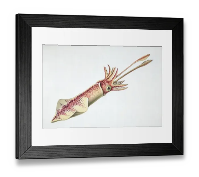 Framed Print : Squid, side view Framed Print : Squid, side view