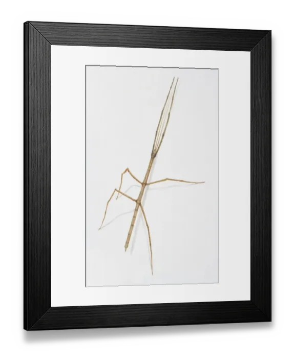 Framed Print : Stick Insect, Anchiale maculata, side view Framed Print : Stick Insect, Anchiale maculata, side view