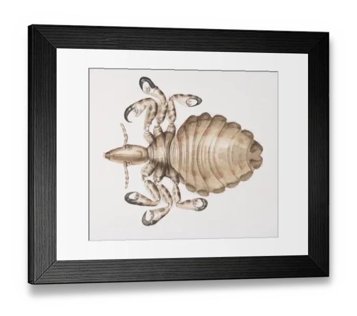 Framed Print : Human Louse, Pediculus humanus, top view Framed Print : Human Louse, Pediculus humanus, top view