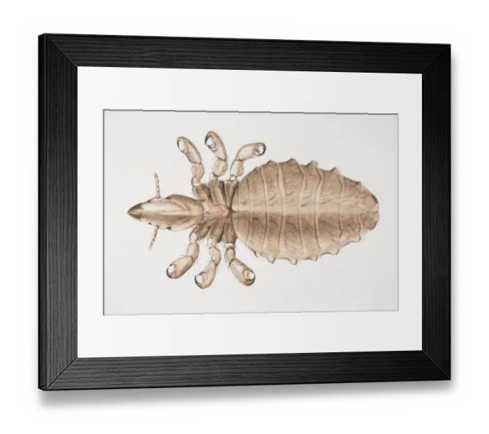 Framed Print : Human Louse, Pediculus humanus, top view Framed Print : Human Louse, Pediculus humanus, top view