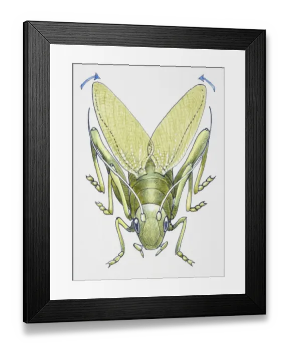 Framed Print : Artwork of a cricket making music with its legs Framed Print : Artwork of a cricket making music with its legs